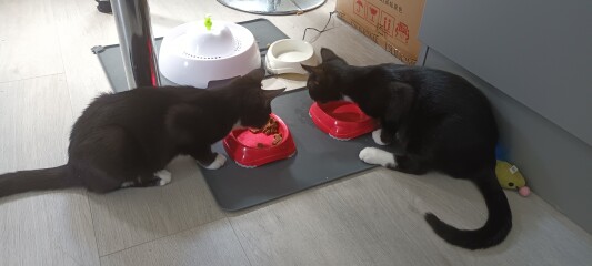 My kitten is fat...