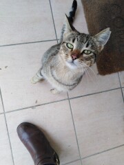 Just for the love of Tabby Cats- not enough tabby love