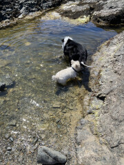 Dogs who love the beach
