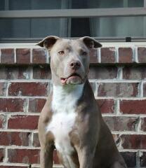 What sort of dog is this (pic)