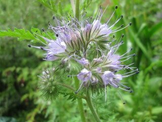 Plant id please