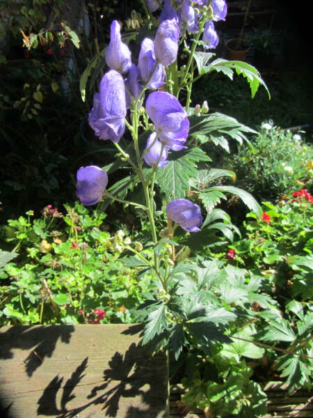 Can you identify this plant, please?