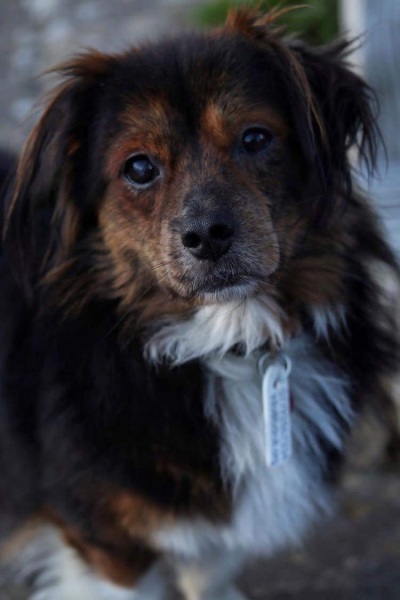 Does anyone want to guess what my latest foster dog is?