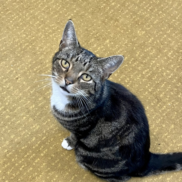 What times do you feed your cats?