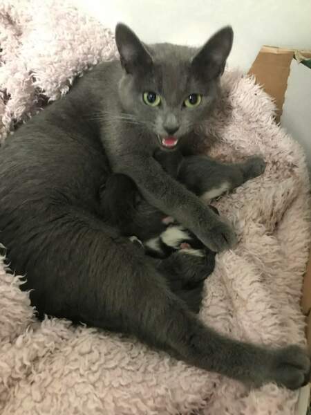 Is this cat pregnant?