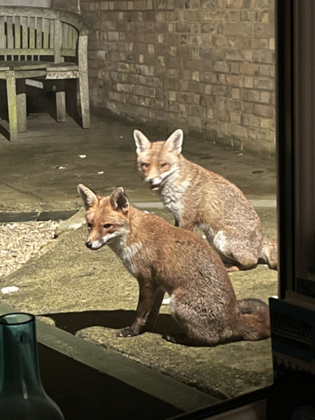 I hate foxes