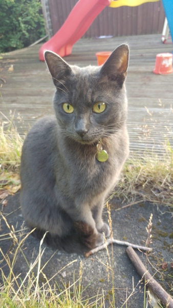 How much weight does your cat lose over the summer?