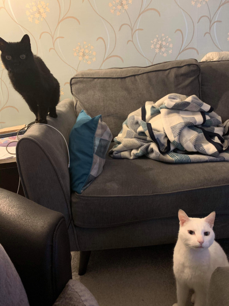 Sad cat alone