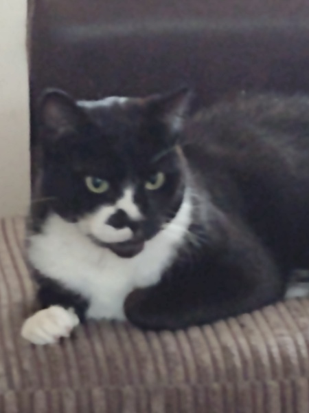Cat has oral cancer when to say goodbye. 
