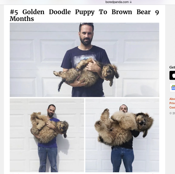 A big dog with the personality of a golden retriever?