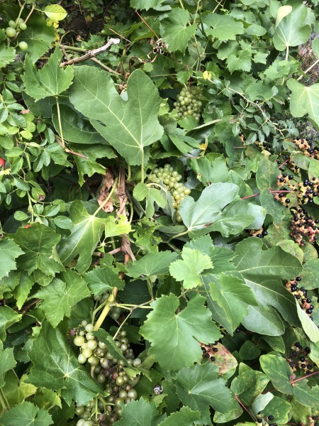 The Vegetable Patch Mark 2