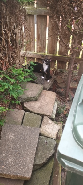Introduced the kittens to the big world today!