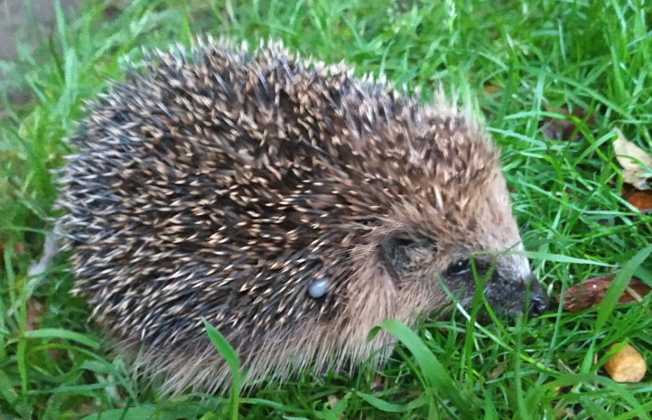 To ask you to please help hedgehogs and other wildlife prepare for winter