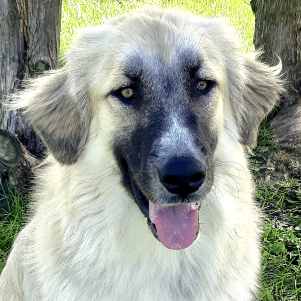 Help! Have been dithering a week over naming this dog!