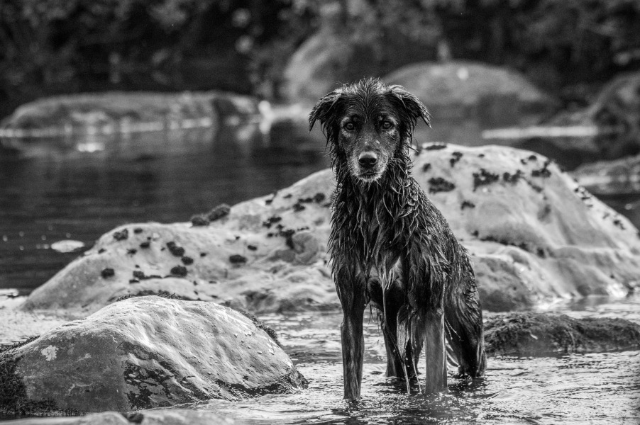 Golden retriever owners - can I ask a simple question? 