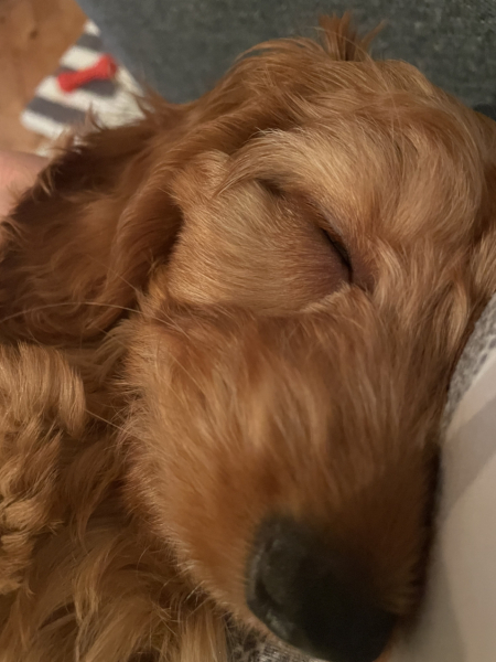 Puppy Survival Thread: Surviving into Summer 2022
