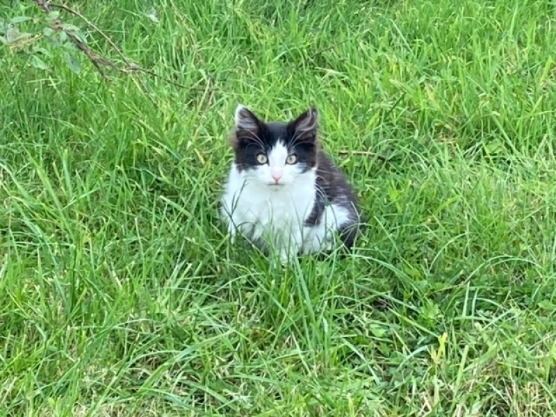 I appear to have cats