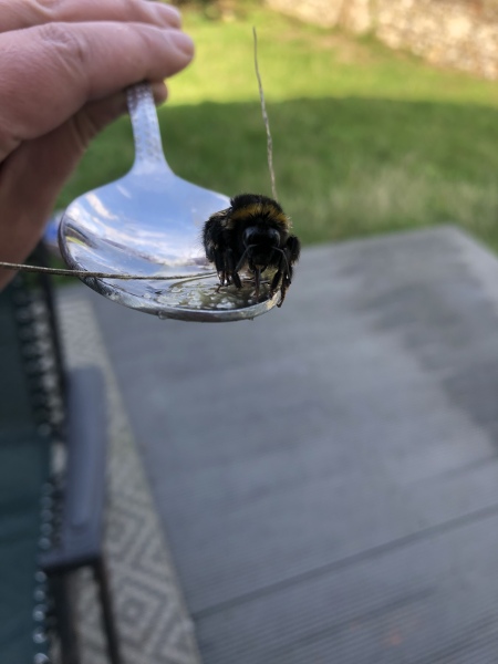 There is a bee on my lap