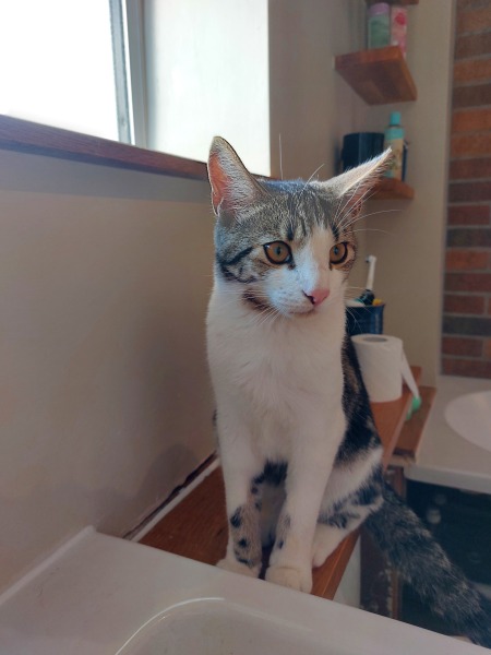 Not sure how many houses my kitten visits 