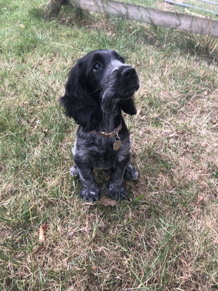 Puppy Survival Thread: Surviving into Summer 2022