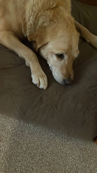 Site update - Imagery on threads