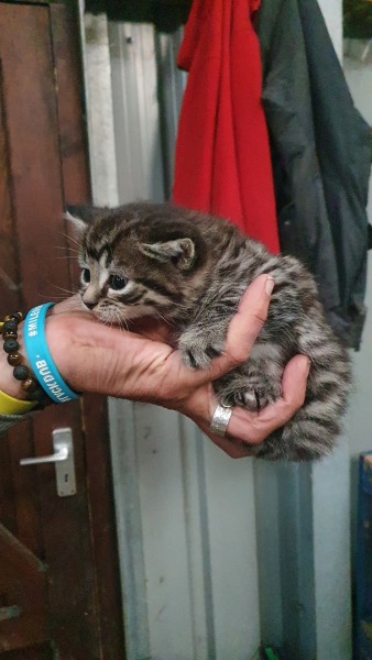 What do I name my new fluff ball?