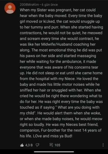 To not be a huge fan of dogs..
