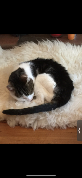 Please share your experience of adopting 10+ year old cat