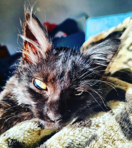 Blatant kitten spam 