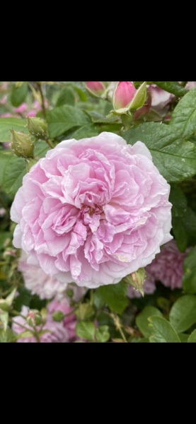 What rose is this?