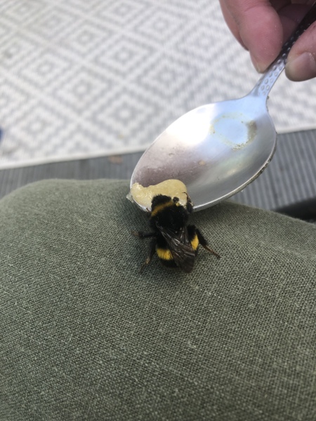 There is a bee on my lap