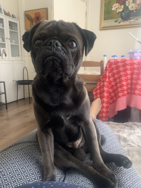 Staffy or Border Terrier for a family dog?