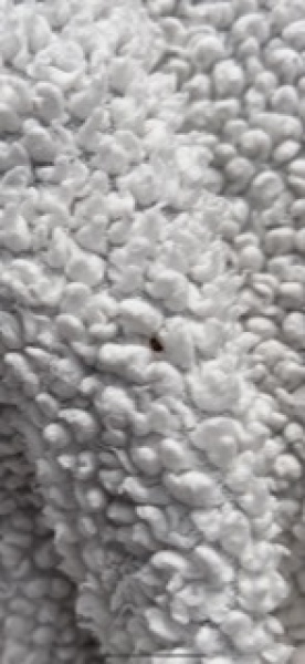 Bed bugs