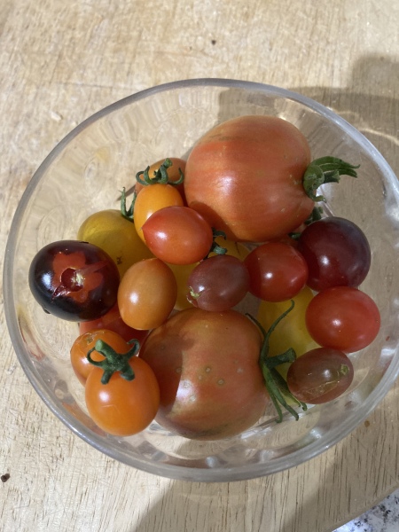 The Vegetable Patch Mark 2
