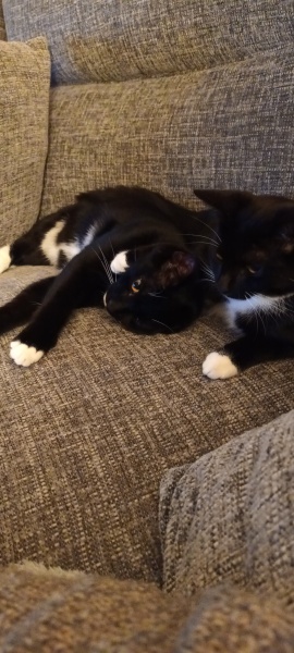 Should I be stopping this behaviour or leaving them to it?