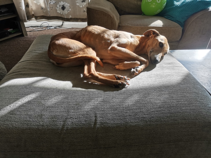 Things your dog does that 