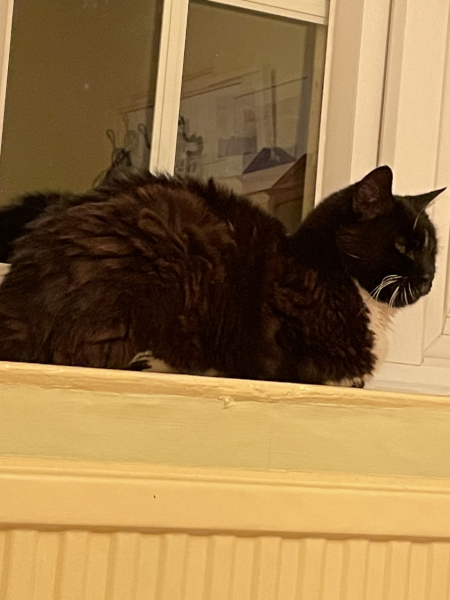 Sad cat alone