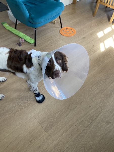 Puppy Survival Thread: Surviving into Summer 2022