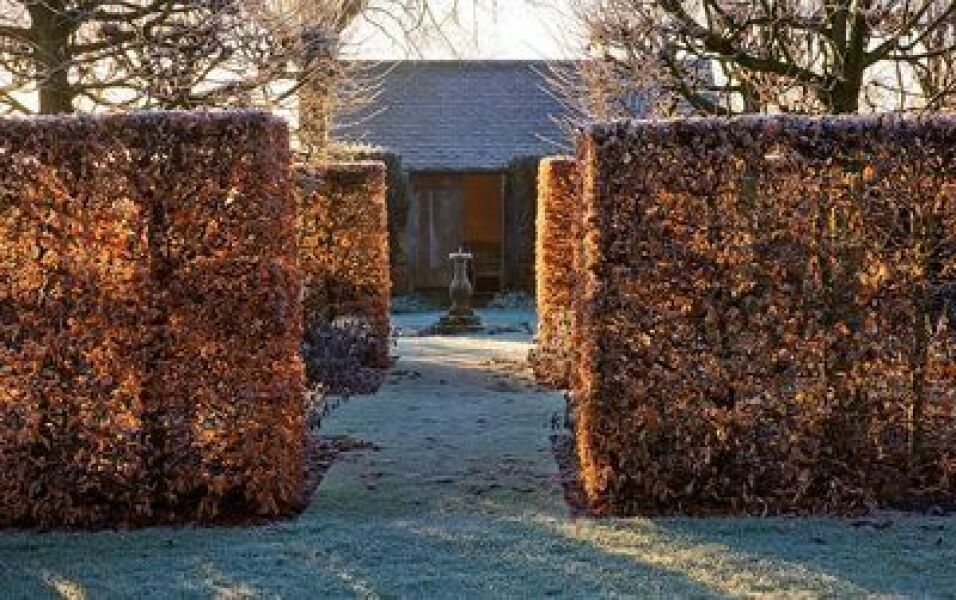 Big border bushes and evergreen ideas for this picture?