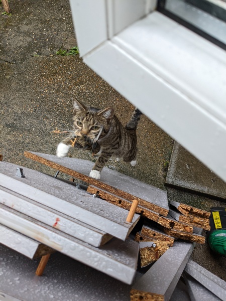 Best mouser cat