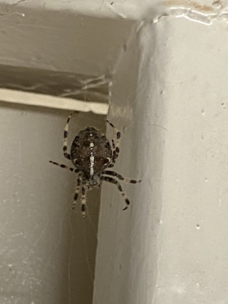 Spider identification - with photo