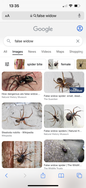 Is this a false widow spider? (TW: spider pic!)