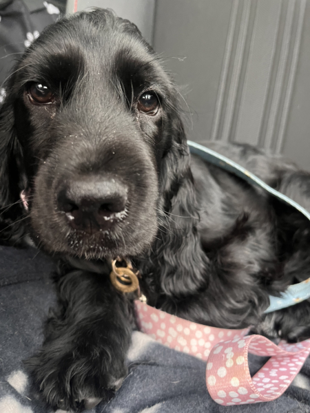 Puppy has a swelling in snout and off food/quiet etc