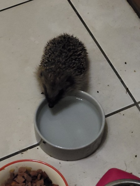 To tell you a bit about Hedgehogs?
