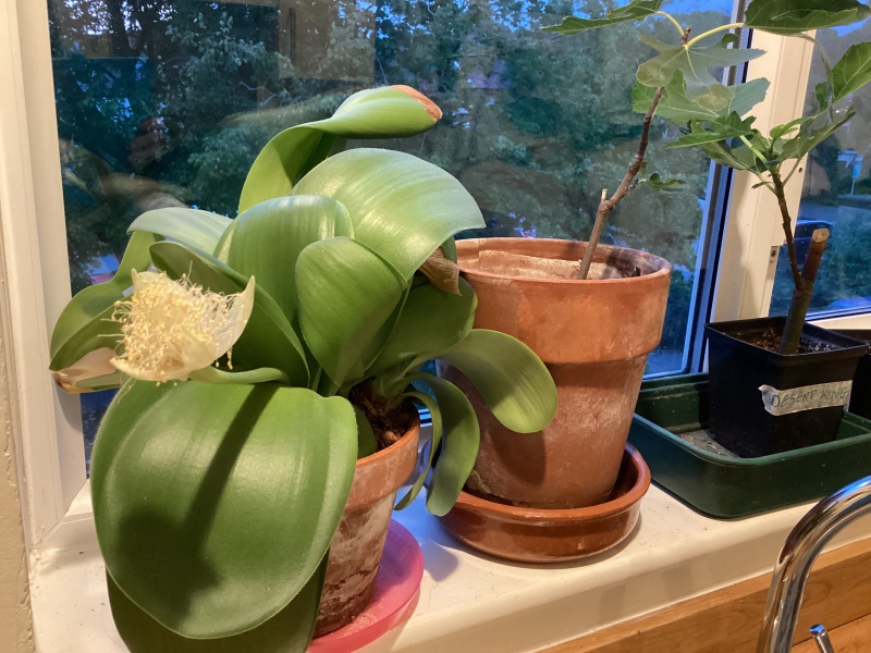 A houseplant identification one