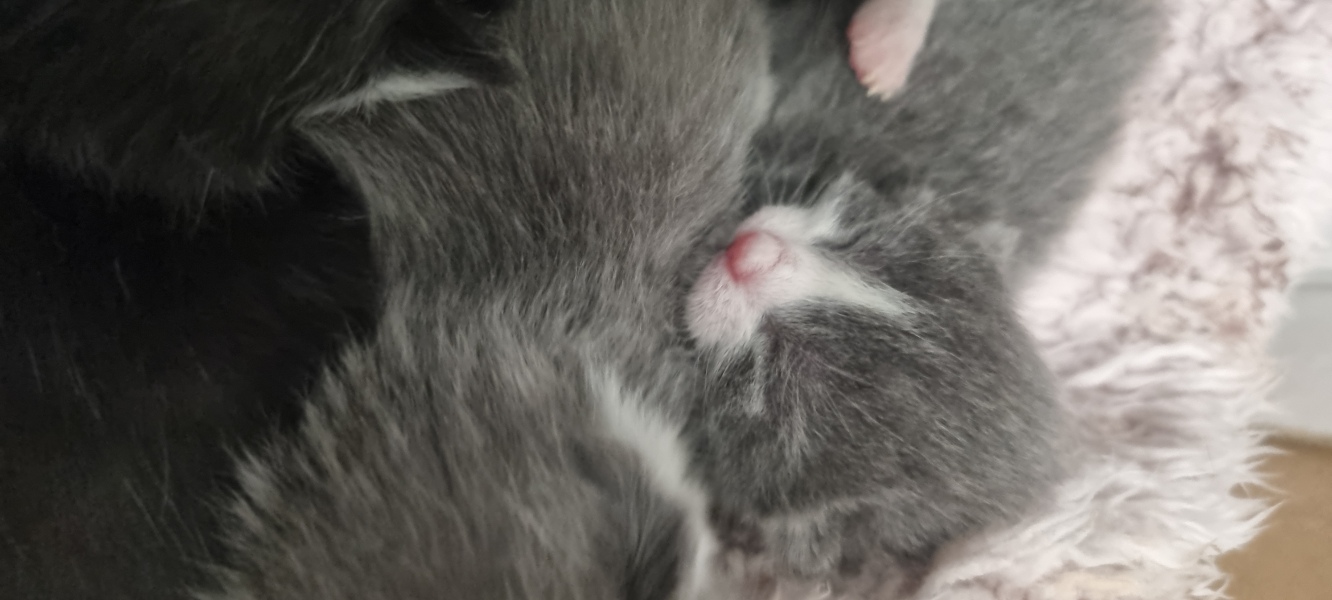 Is this cat pregnant?