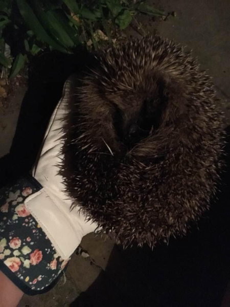 To tell you a bit about Hedgehogs?