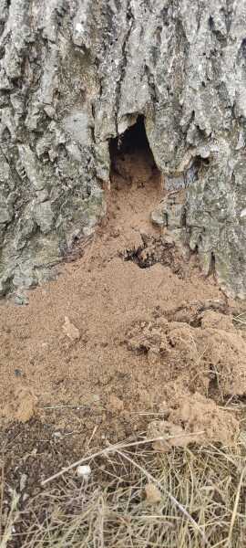 What would cause this in an ash tree?
