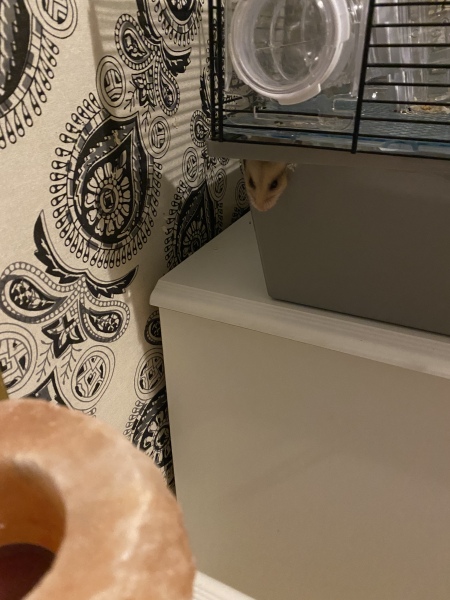 AIBU about the hamster