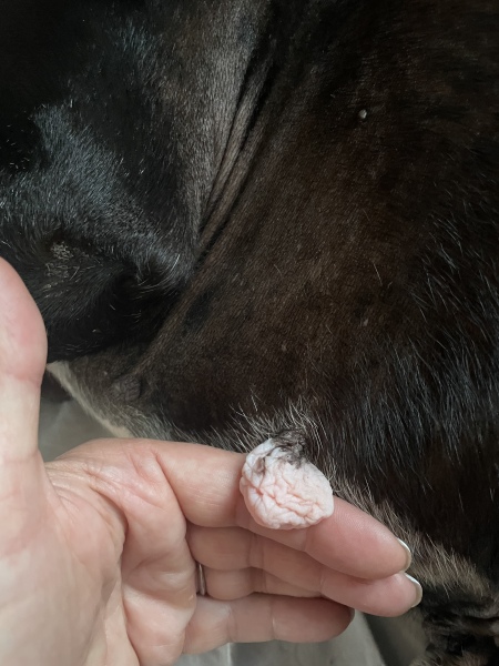 Estrogen Cream and dog poisoning 